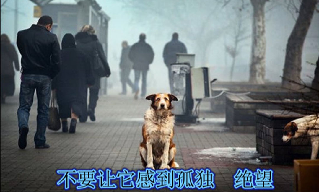 营口爱影圈微博微信转发案例